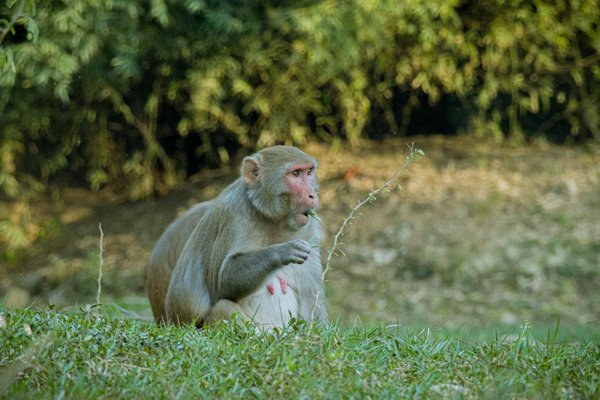 Robotique et IA : des outils pour l'égalité des sexes ?