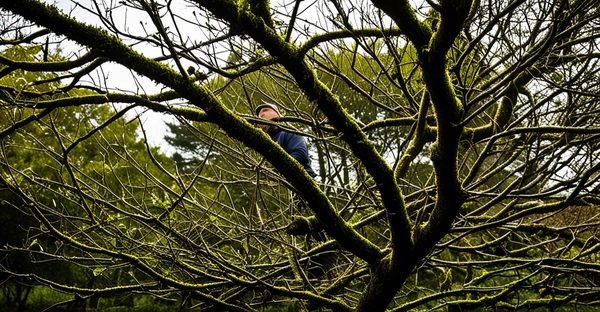 Elagage brest : services complets pour votre jardin et arbres